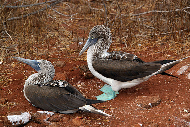 istock Galapagos: Blue-footed Booby on North Seymour Island 493570713