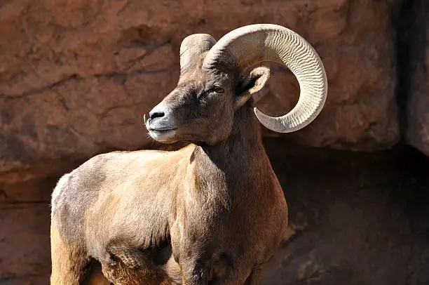 Big horn sheep ram with large curved horns on a rocky cliff