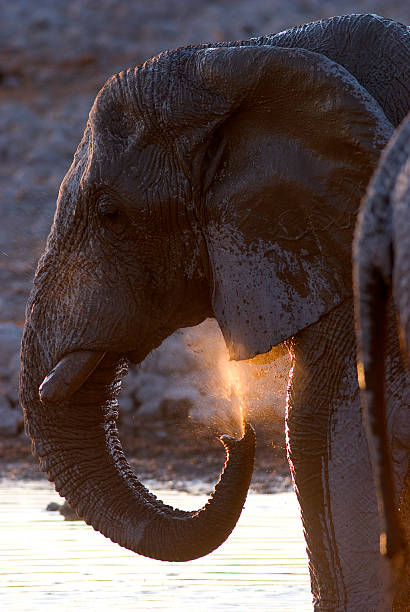 istock Elephant at sunset, Okaukuejo waterhole, Etosha 493572754
