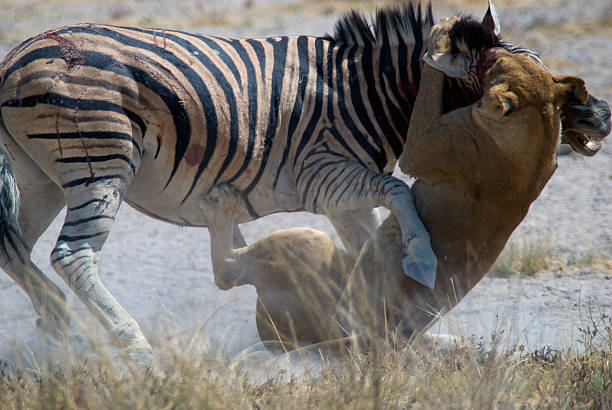 istock Lioness killing zebra at Salvadora waterhole, Etosha 493573046