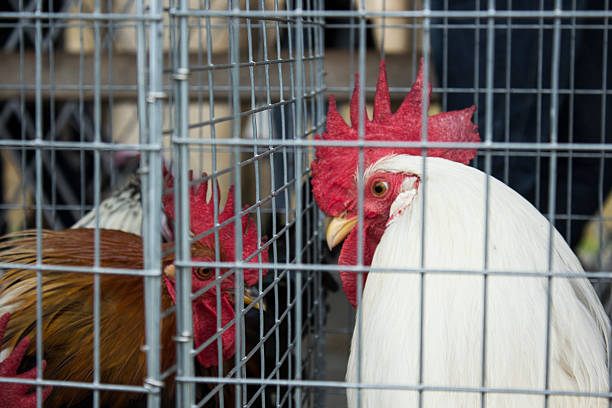 istock White and brown Rooster With Red Crown in Cage 493573810
