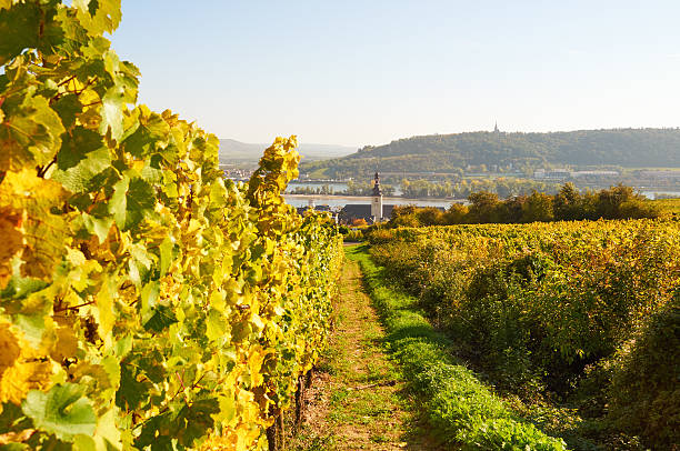 Autumnal vineyard above Rüdesheim on the Rhine