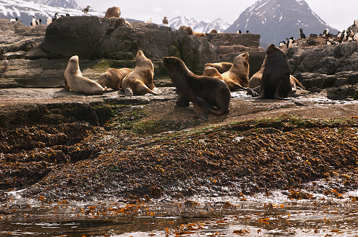 Sea lion and King Cormorant colony sits on an Island in the Beagle Channel. Tierra del Fuego, Argentina - Chile