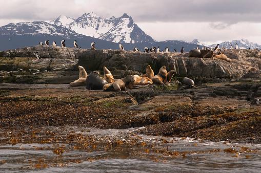 Sea lion and King Cormorant colony sits on an Island in the Beagle Channel. Tierra del Fuego, Argentina - Chile
