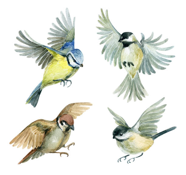 Flying birds set Flying birds set. Watercolor birds - sparrow, titmouse and chickadee. Hand painted illustration isolated on white background songbird stock illustrations