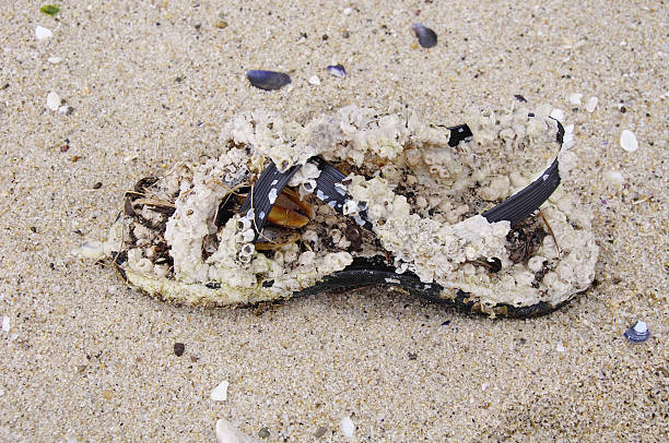 istock Shoe covered with mussels on sand 493575790
