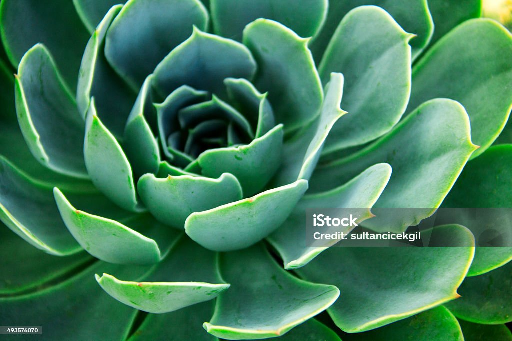 Echeveria elegans. - Photo de Plante grasse libre de droits