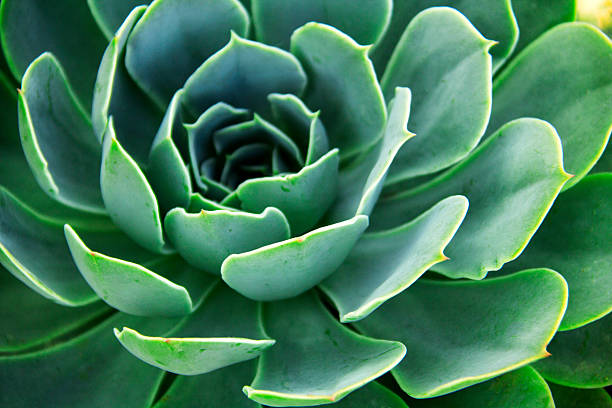 echeveria elegans ます。 - flower macro plant nature ストックフォトと画像