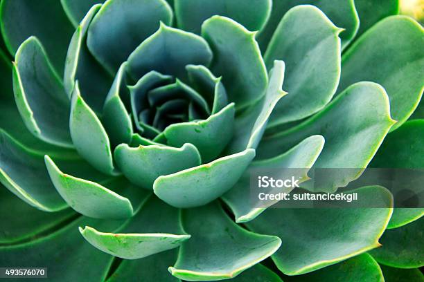 Echeveria Elegans Stock Photo - Download Image Now - Succulent Plant, Green Color, Flower
