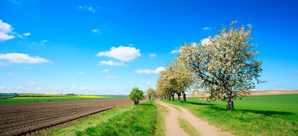 Cherry Trees blossoming on both sides of Dirt Road through colorful spring landscape under cloudy blue sky