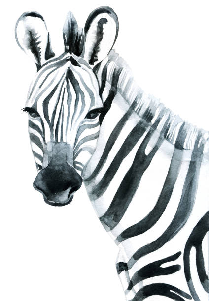워터컬러 zebra 격리됨에 흰색 배경의 raster 일러스트 - hide leather backgrounds isolated stock illustrations