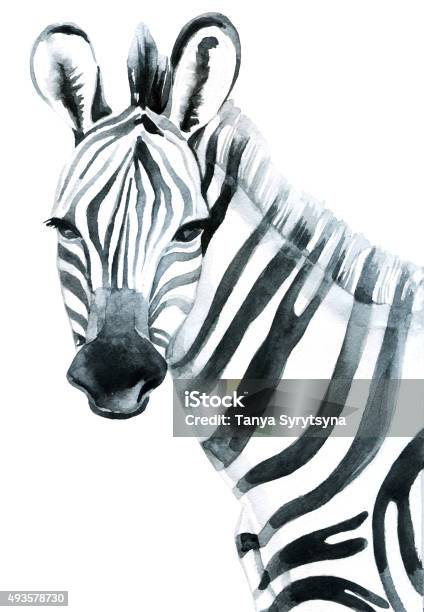 Watercolor Zebra Isolated On White Background Raster Illustration Stock Illustration - Download Image Now