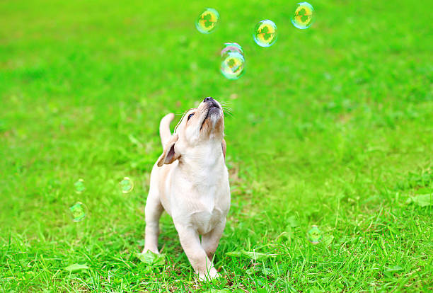 istock Beautiful dog puppy Labrador Retriever playing with soap bubbles 493580224