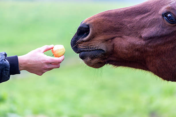 A brown horse is presented an apple