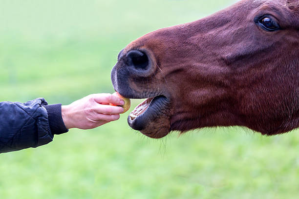 istock Brown horse is given an apple 493580482