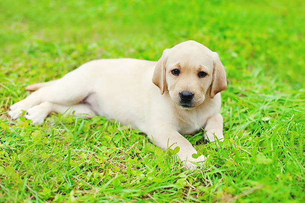 istock Cute dog puppy Labrador Retriever lying resting on grass 493580972