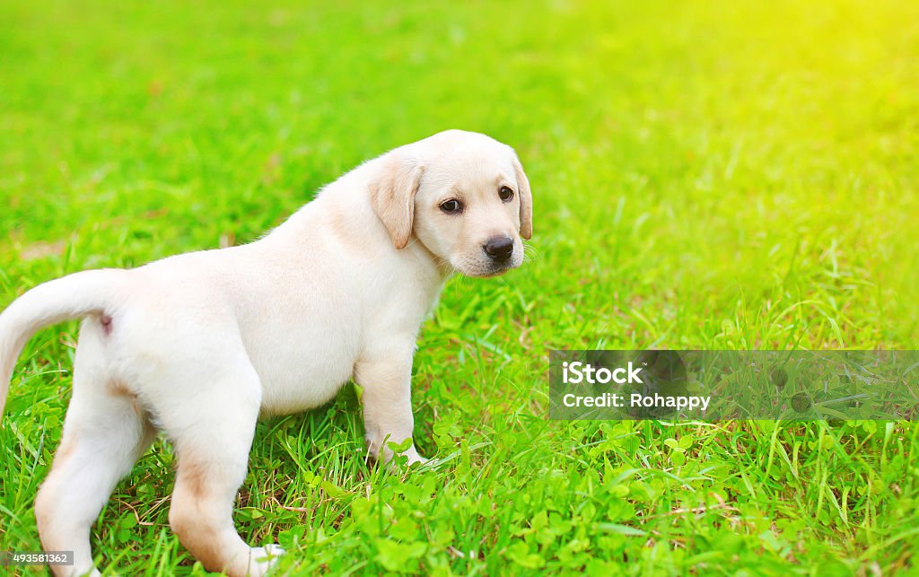 Chú Chó Con Dễ Thương Labrador Retriever Đi Trên Cỏ Hình ảnh Sẵn có - Tải  xuống Hình ảnh Ngay bây giờ - iStock