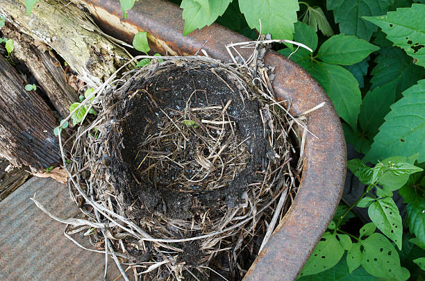 엠티 네스트 - birds nest animal nest leaving empty 뉴스 사진 이미지