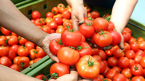 たての収穫トマト - beefsteak tomato ストックフォトと画像