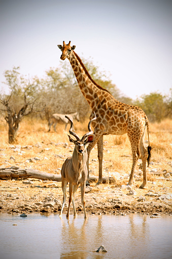 A male kudu and a giraffe are standing next to each other at a waterhole in Etosha National Park in Namibia.