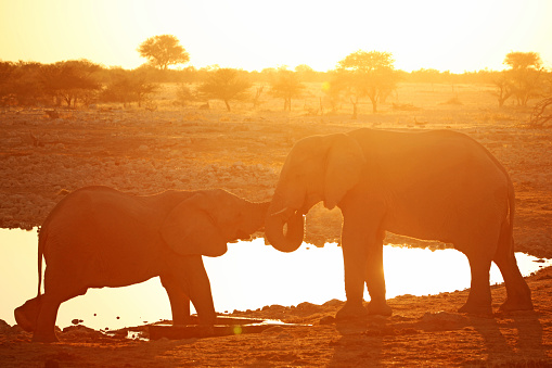 Two elephants are embracing each other touching trunks as they are standing at Okaukuejo waterhole in Etosha National Park at sunset. The silhouettes of the elephants are visible against the setting sun and African landscape.