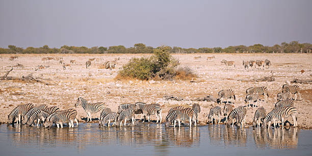 istock Big Group of Zebras Drinking at a Waterhole in Etosha 493582836