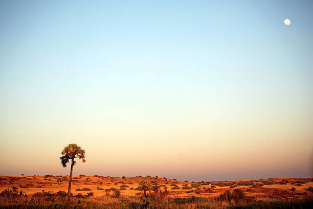 This is a late afternoon landscape image of African desert in Northern Namibia, close to Palmwag. This empty landscape with a single palm tree and a full moon has beautiful colors at sunset. There are no people or animals in this image.