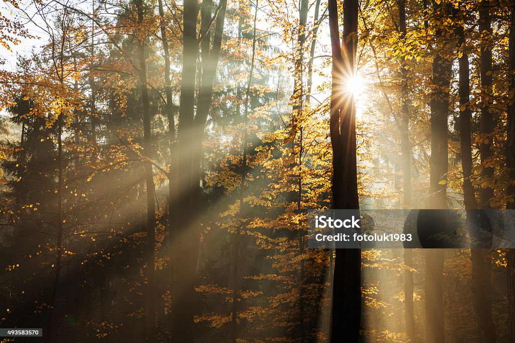 beech forest Red and colorful autumn colors in the beech forest 2015 Stock Photo
