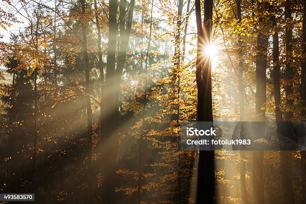 Beech Forest Stock Photo - Download Image Now - 2015, Autumn, Branch - Plant Part