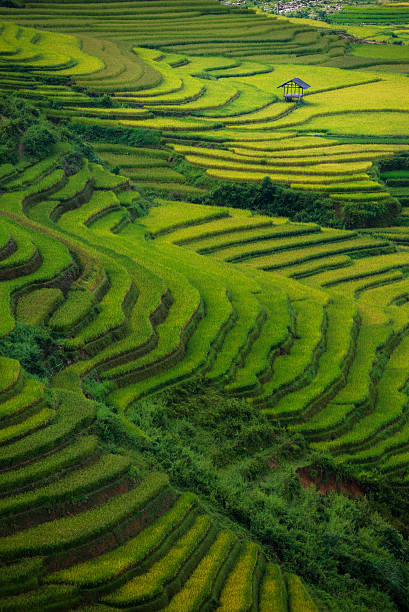 Rice fields on terraced in sunset at Tu Le Village, Yen Bai, Vietnam. Rice fields prepare the harvest at Northwest Vietnam