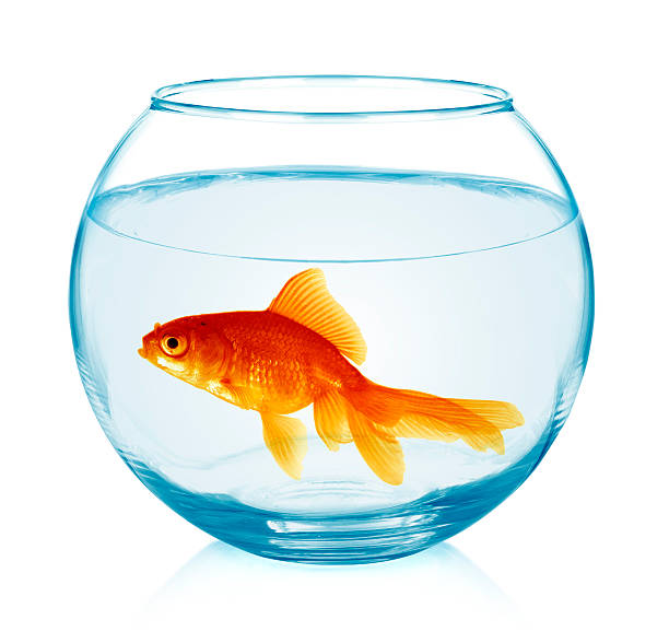 istock Goldfish in aquarium 493584760