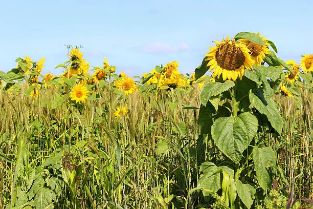 Photo showing an especially bright and sunny field of sunflowers, which are growing on a farm in the late summer, amongst the seed heads of some self-seeded barley.