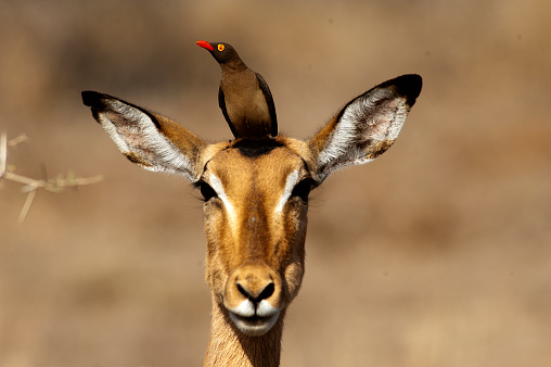 The red-billed oxpecker feeds on ticks found on wild animals such as this impala in Kruger National Park, South África.