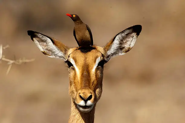 Photo of Red-billed oxpecker rest on the impala head