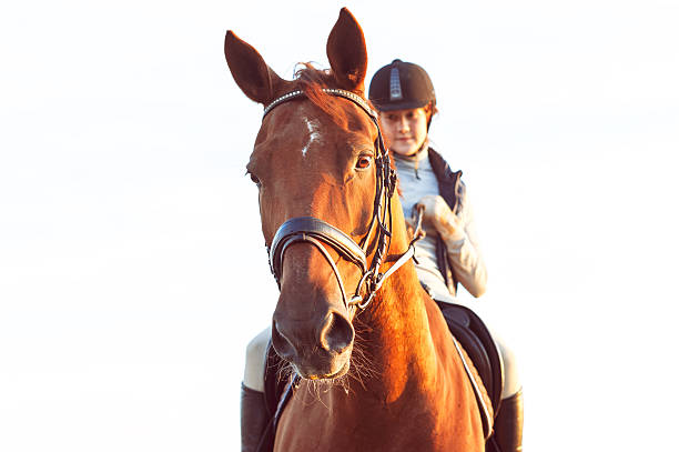 adolescente ragazza da equitazione cavallo. vivace estate all'aperto immagine. - teaching child horseback riding horse foto e immagini stock