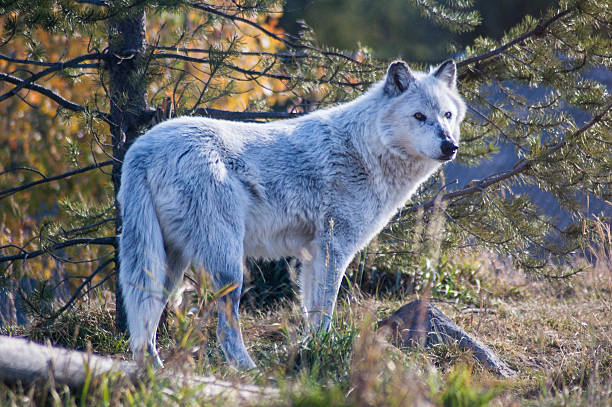 istock Full Body Side View of a Gray Wolf Looking Right 493586508