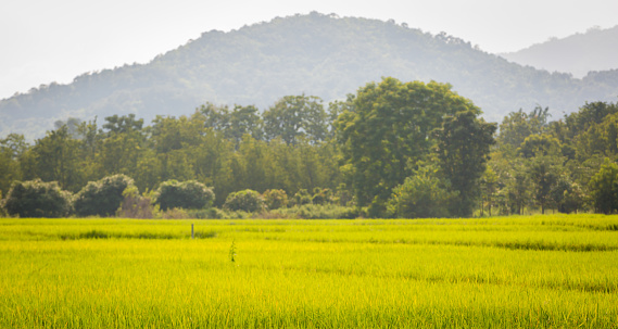 Gold rice field with the blue sky and mountain.