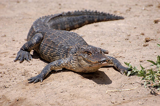 istock Crocodile on Florida sandy shoreline 493593544