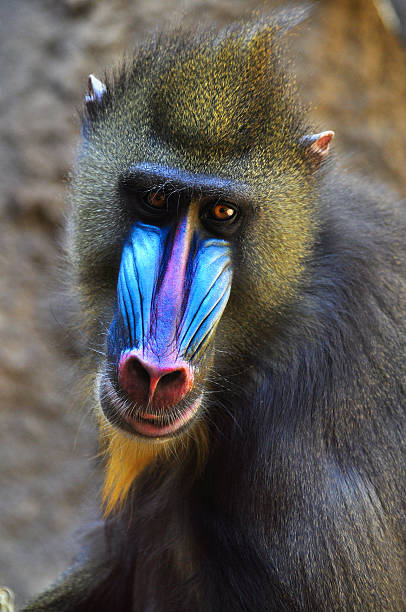 istock Wild male mandrill baboon 493594694