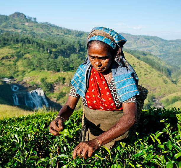 istock Tea Picker Picks Leaves Agriculture Concept 493596434