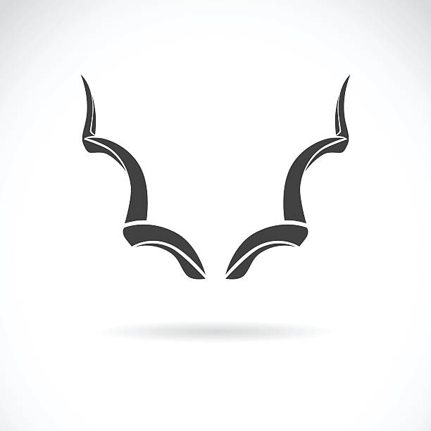 Vector image of an horns Vector image of an horns on a white background, Greater Kudu kudu stock illustrations