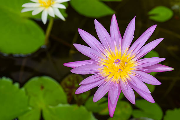 istock purple lotus flower 493597842