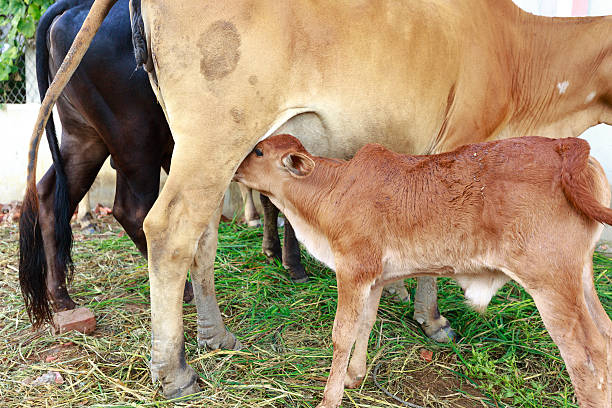 istock Gorgeous calf sucks milk 493598222