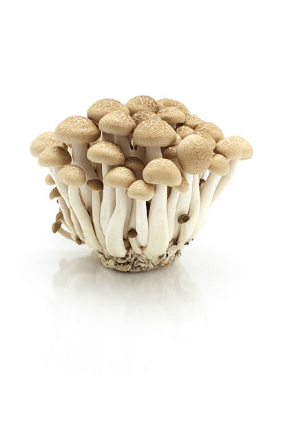 istock Bunashimeji, Japanese mushroom 493598466