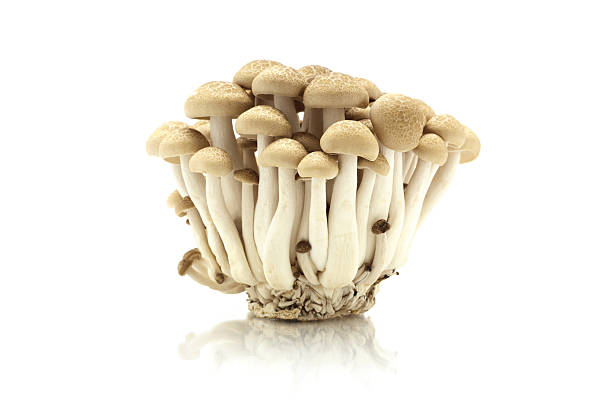 istock Bunashimeji, Japanese mushroom 493598478