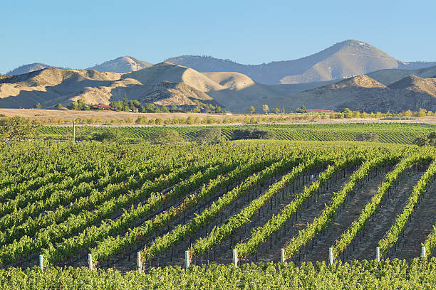 istock Vineyard Landscape - California 493598880