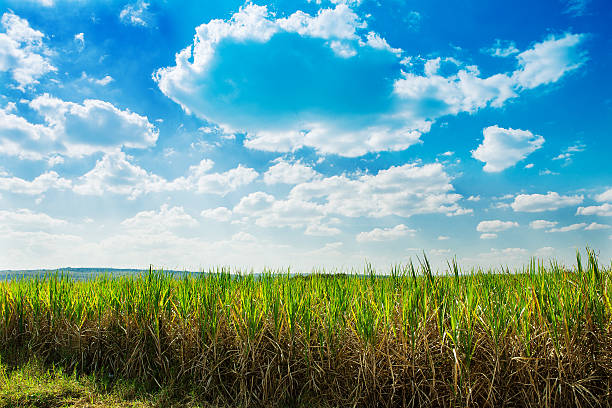 Photo of Sugarcane field in blue sky and white cloud