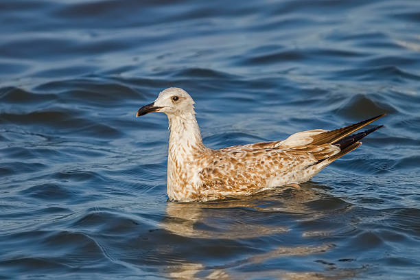 istock Close up of young Mongolian Gull(Larus mongolicus) 493599978