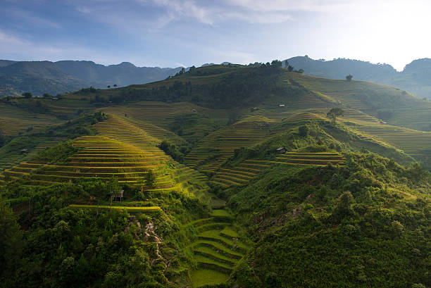 istock Rice fields on terraced in sunset at Mu Cang Chai, 493600594
