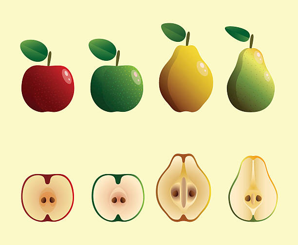 Apple Pear And Quince Vector Illustrations Set of different types of apple,pear and quince. empire apple stock illustrations